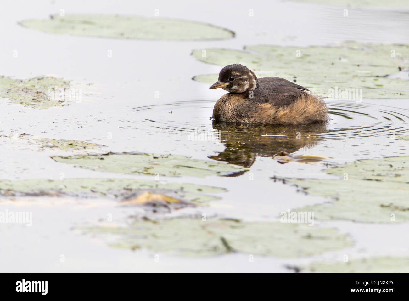 Little grebe or Tachybaptus ruficollis on lake between lilly pads. This looks like a juvenile due to the face markings as black bars behind eyes. Stock Photo