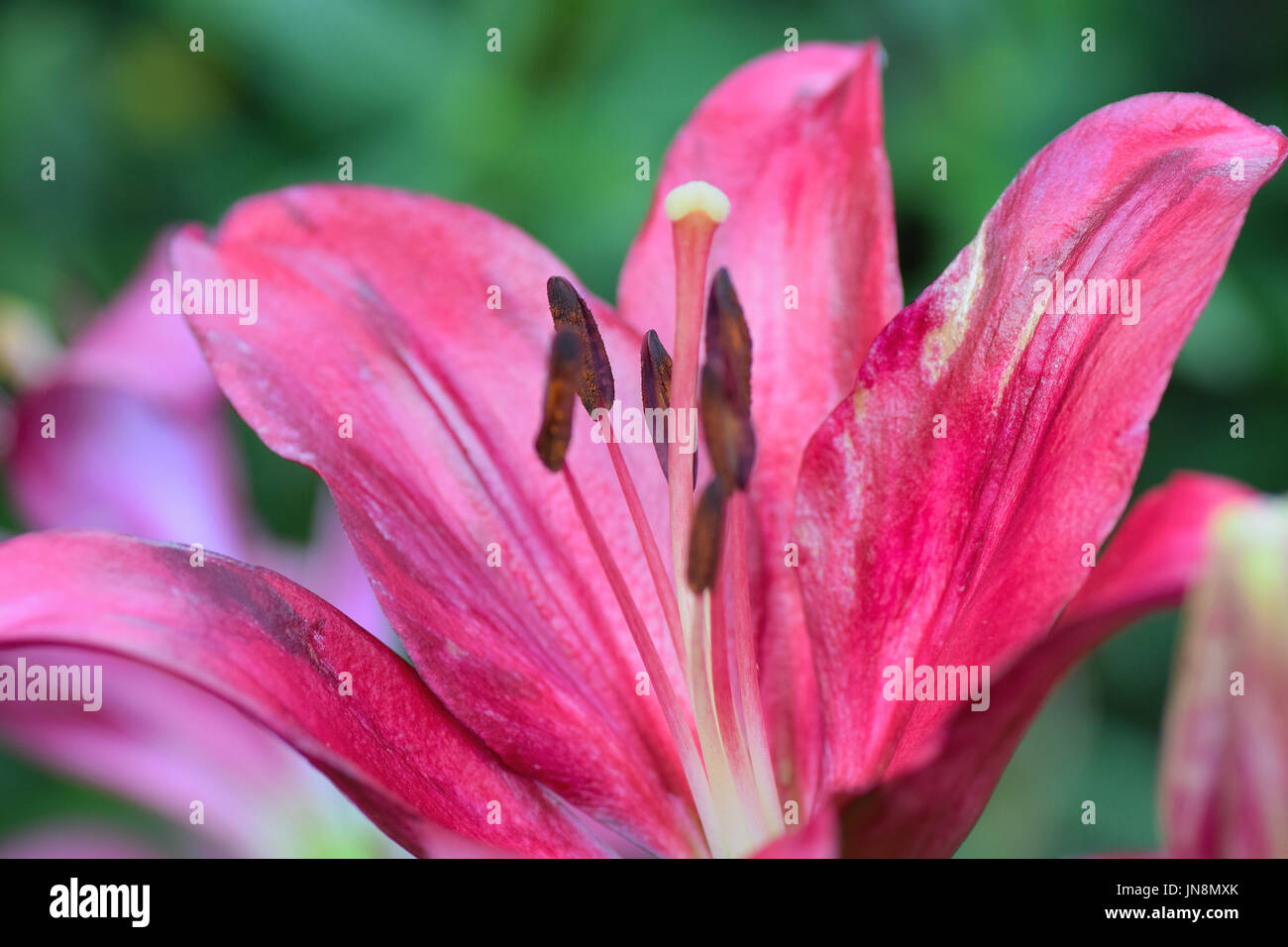Macro texture of pink colored Burgundy Lily in horizontal frame Stock Photo