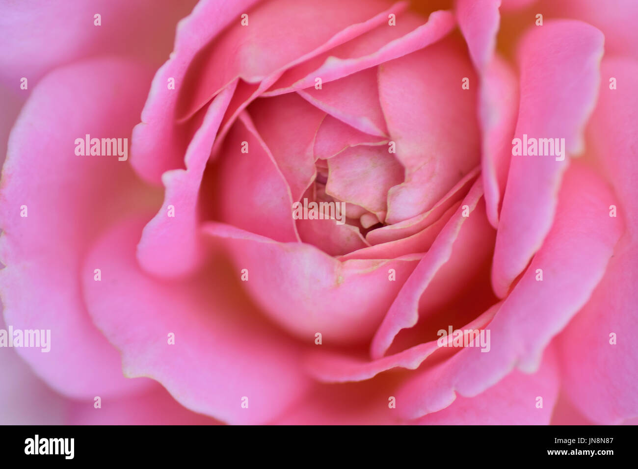 Macro details of Rose flowers in summer garden Stock Photo - Alamy