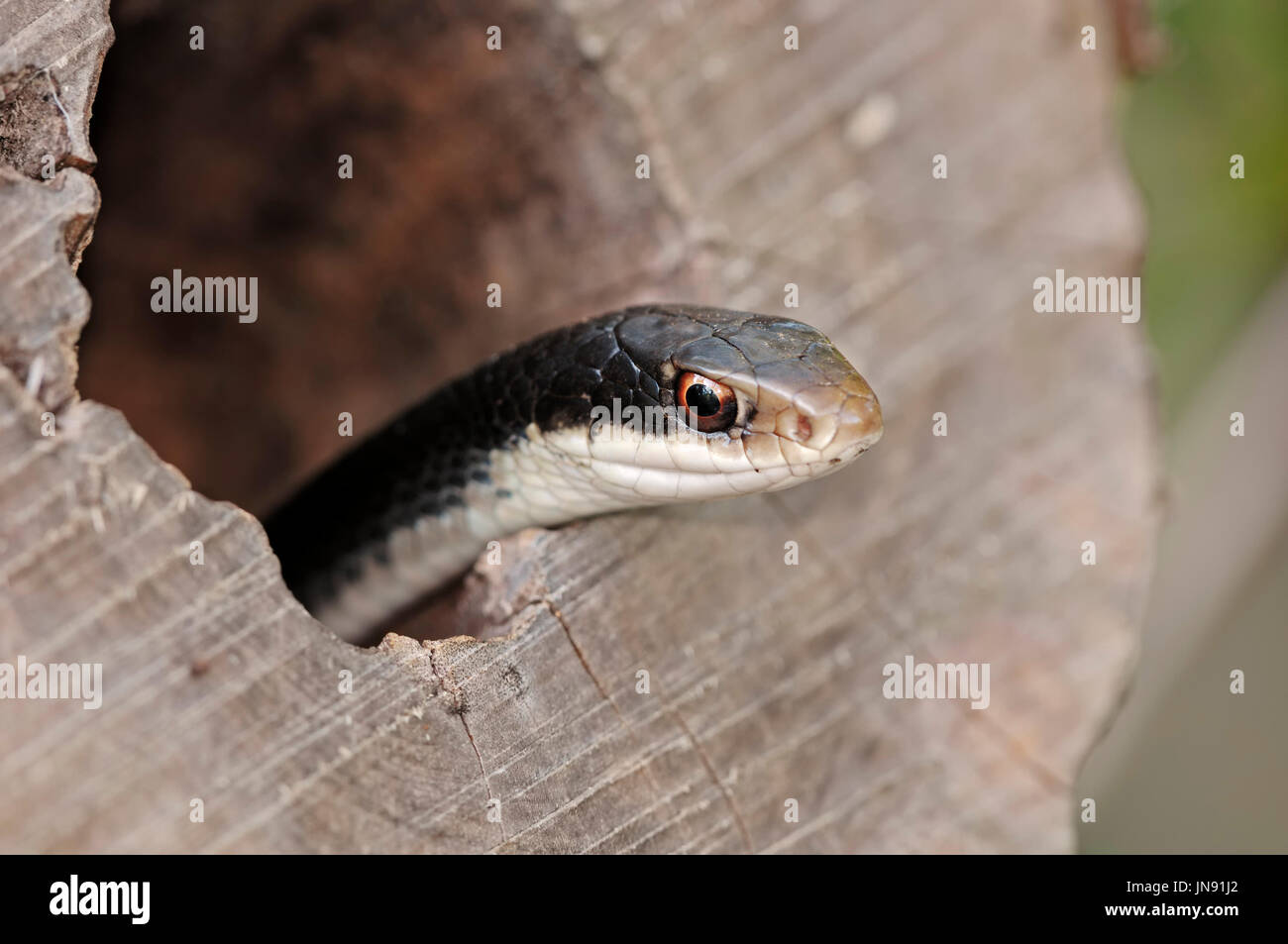Southern Black Racer looking out of treehole, Sanibel Island, Florida, USA / (Coluber constrictor priapus) | Suedliche Schwarznatter, Sanibel Island Stock Photo