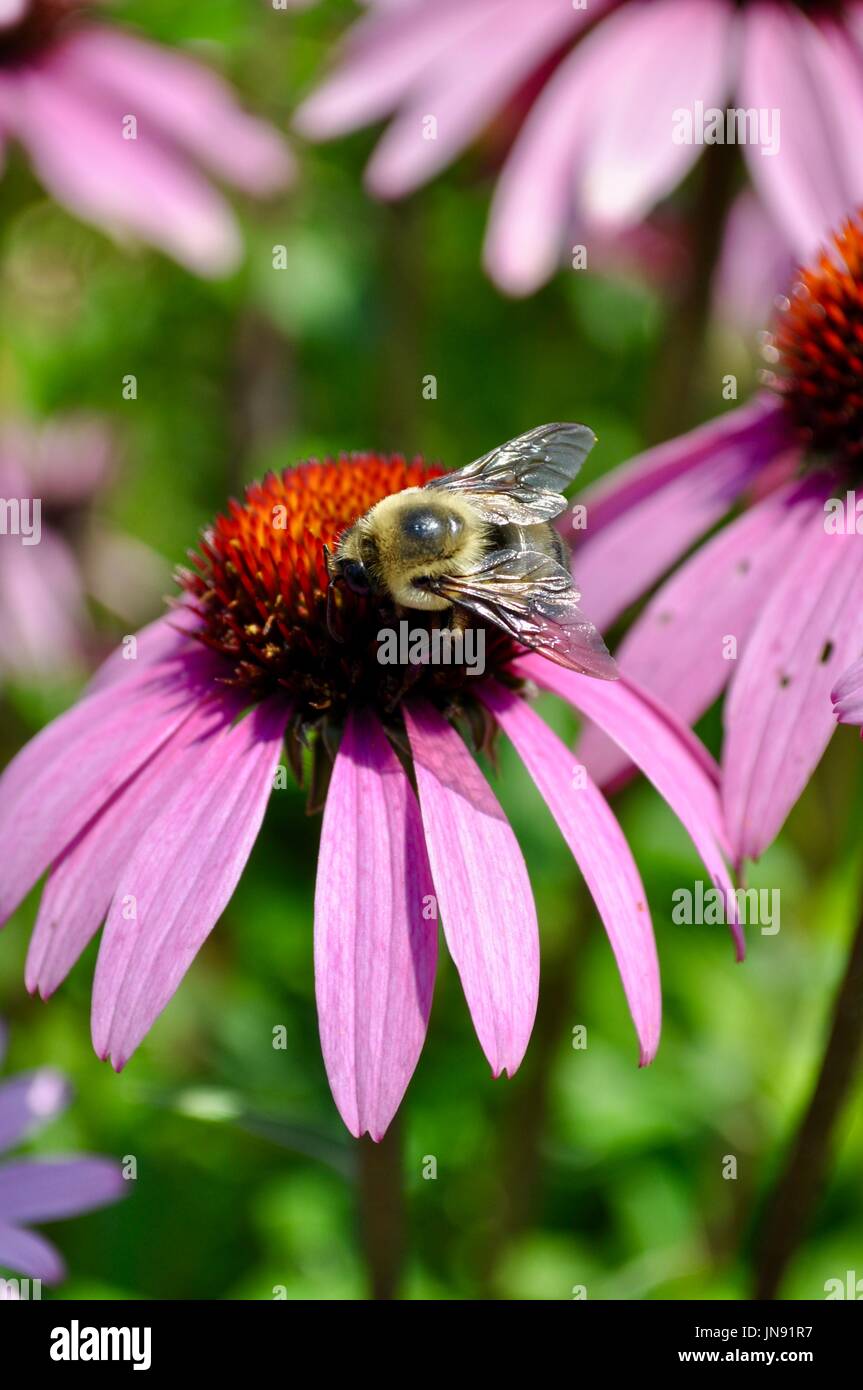 Close up of a black & gold bumble bee (Bombus auricomus) foraging pollen from a purple coneflower (echinacea) depicted in a shallow depth of field. Stock Photo