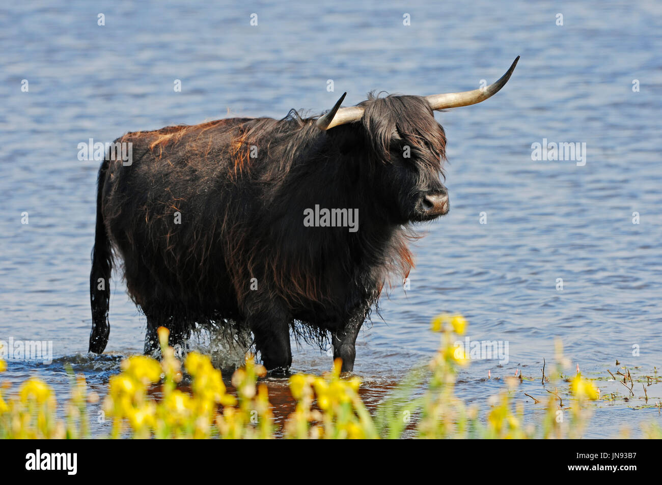 Highland Cattle stands in a lake, Texel, Netherlands | Schottisches Hochlandrind, Texel, Niederlande Stock Photo