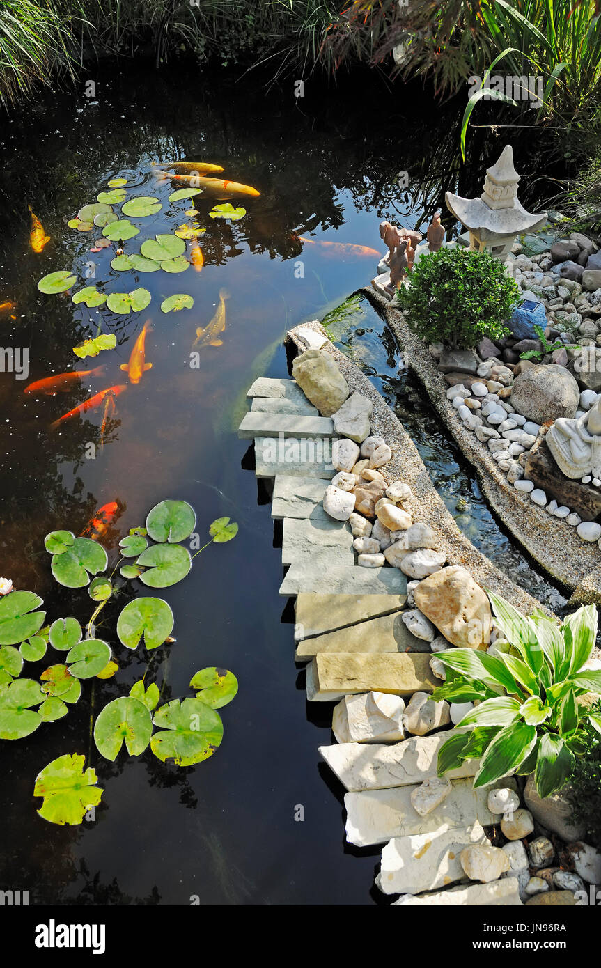 Gartenteich mit Koikarpfen / (Cyprinus carpio) / Koi, Farbkarpfen | Garden pond with Kois / (Cyprinus carpio) Stock Photo