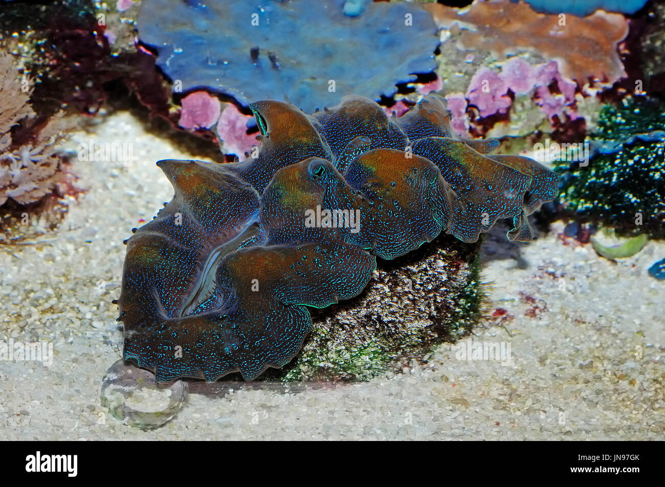 Crocea Clam / (Tridacna crocea) / Giant Clam | Riesenmuschel ...