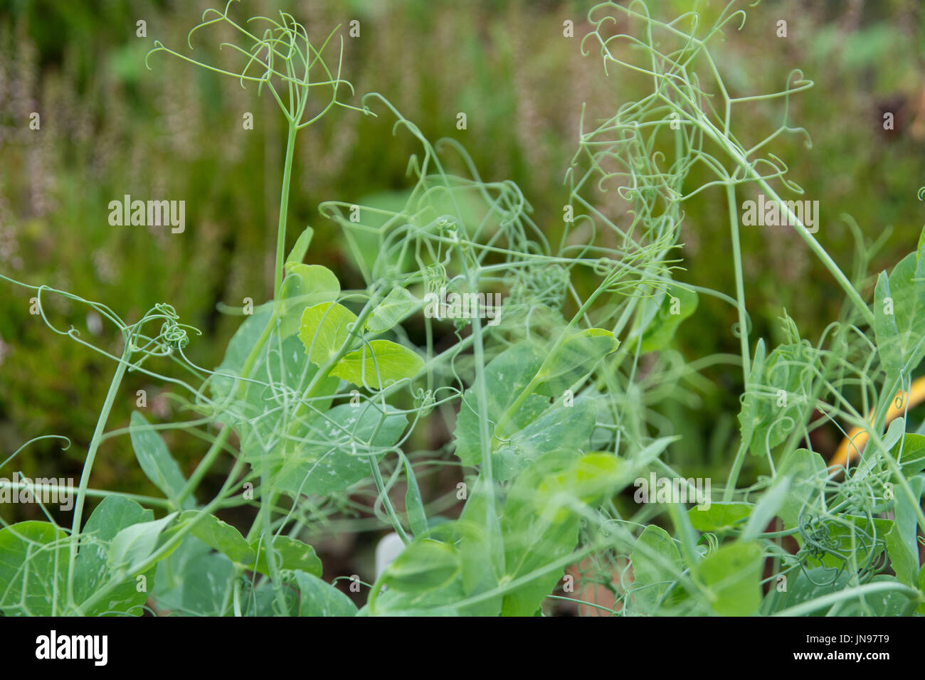 Close up of young pea plants showing tendrils intertwined Stock Photo