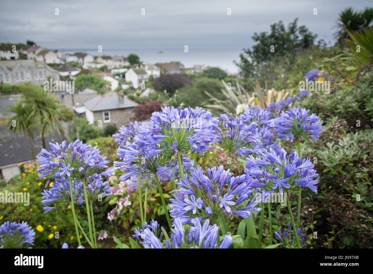 Close up Agapanthus flowers against backdrop of Mousehole Village and sea Stock Photo