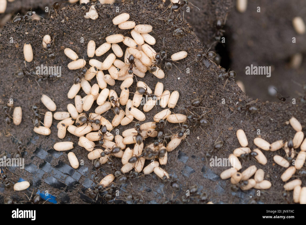 Ants moving ant eggs Stock Photo