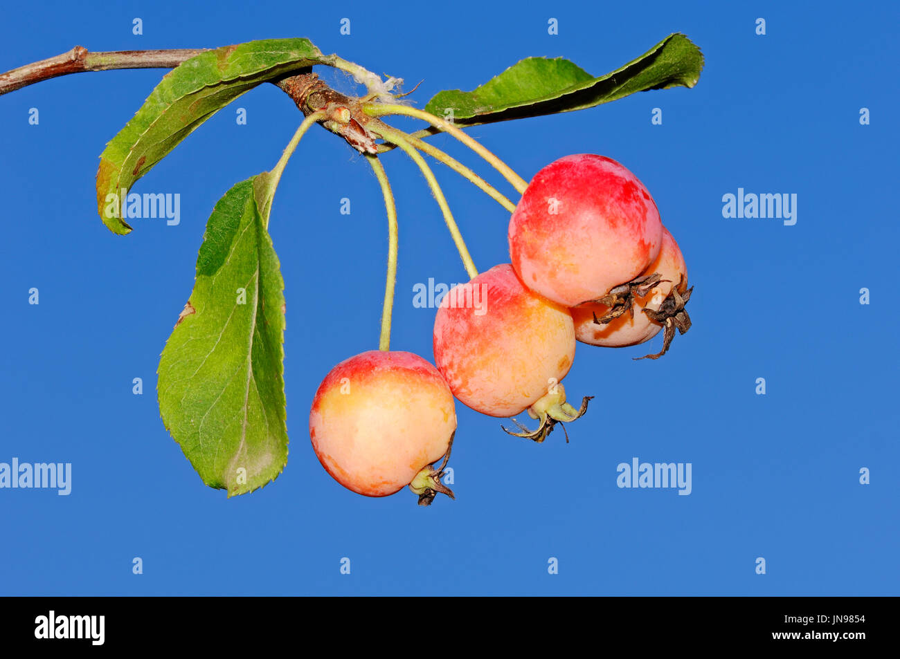 Tea Crabapple, fruits  (Malus hupehensis) | Teeapfel, Fruechte  (Malus  hupehensis Stock Photo - Alamy