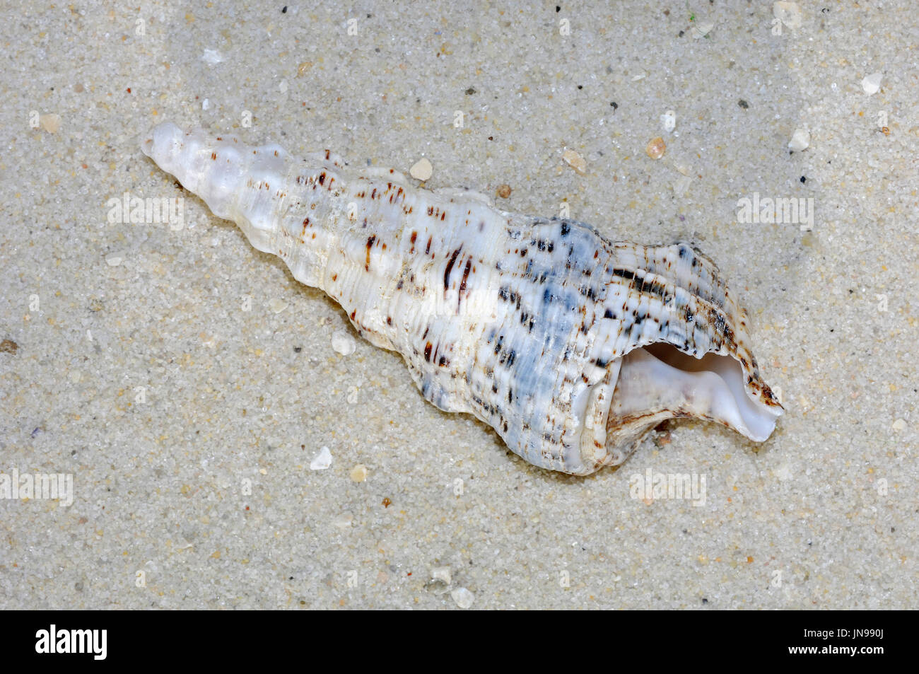 Sea Snail / (Drillia spec.) | Meeresschnecke / (Drillia spec.) Stock Photo