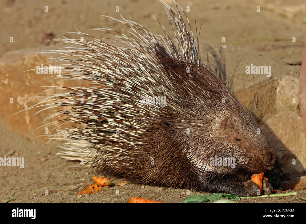 Indian Porcupine / (Hystrix indica, Hystrix leucura) / Indian Crested Porcupine | Weissschwanz-Stachelschwein / (Hystrix indica, Hystrix leucura) Stock Photo