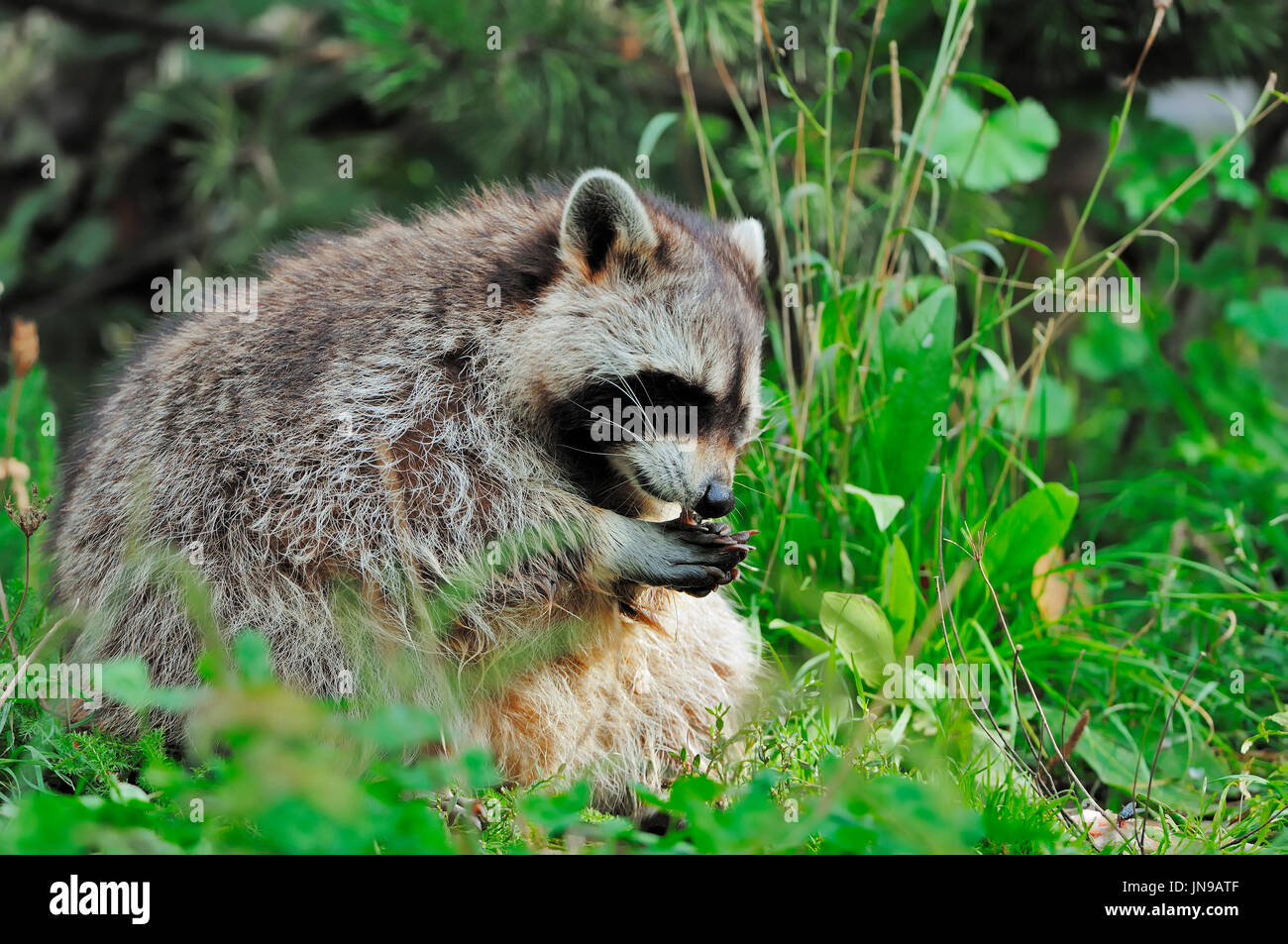 Raccoon, North Rhine-Westphalia, Germany / (Procyon lotor) / Common Raccoon, North American Raccoon, Northern Raccoon | Waschbaer / (Procyon lotor) Stock Photo