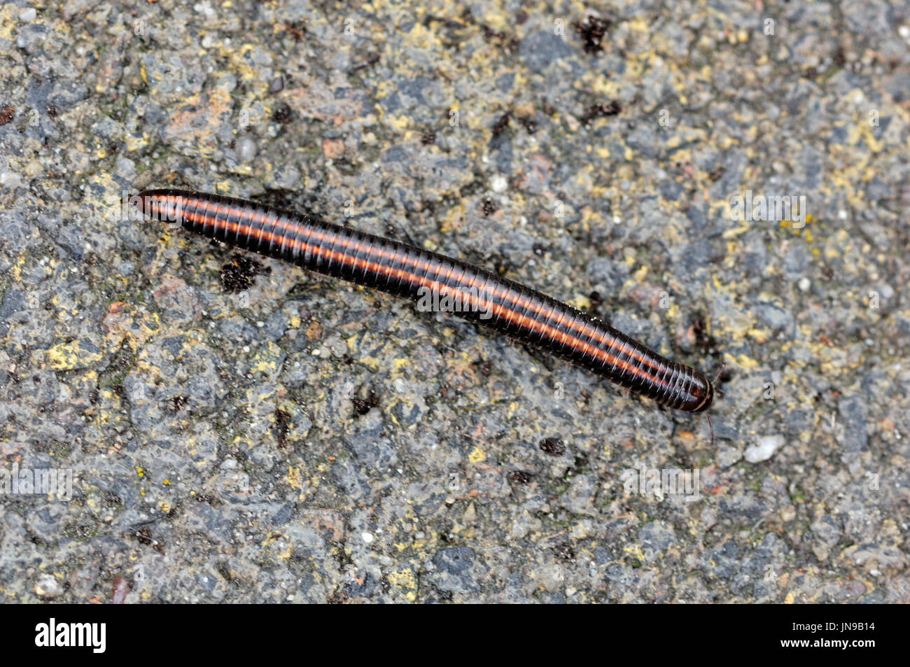 Millipedes, female, North Rhine-Westphalia, Germany / (Megaphyllum projectum) Stock Photo