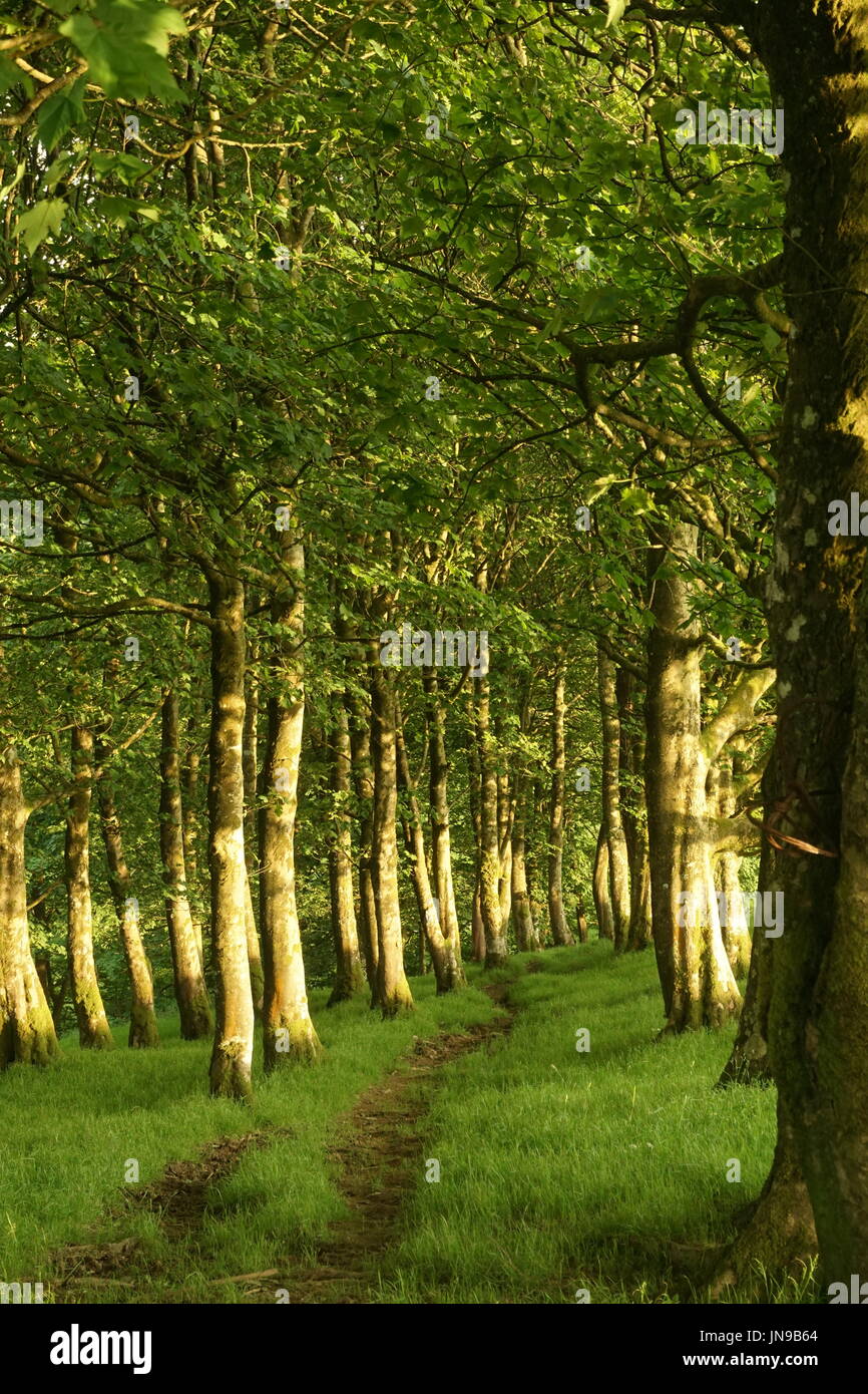 Deciduous woodland trees hi-res stock photography and images - Alamy