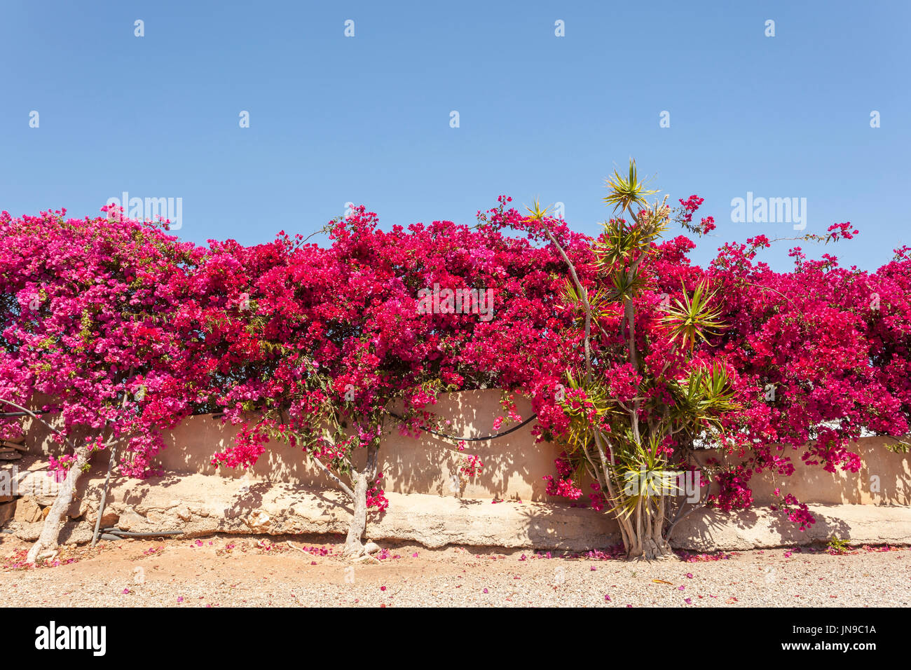 Beautiful pink bougainvillea flowers in southern Spain Stock Photo