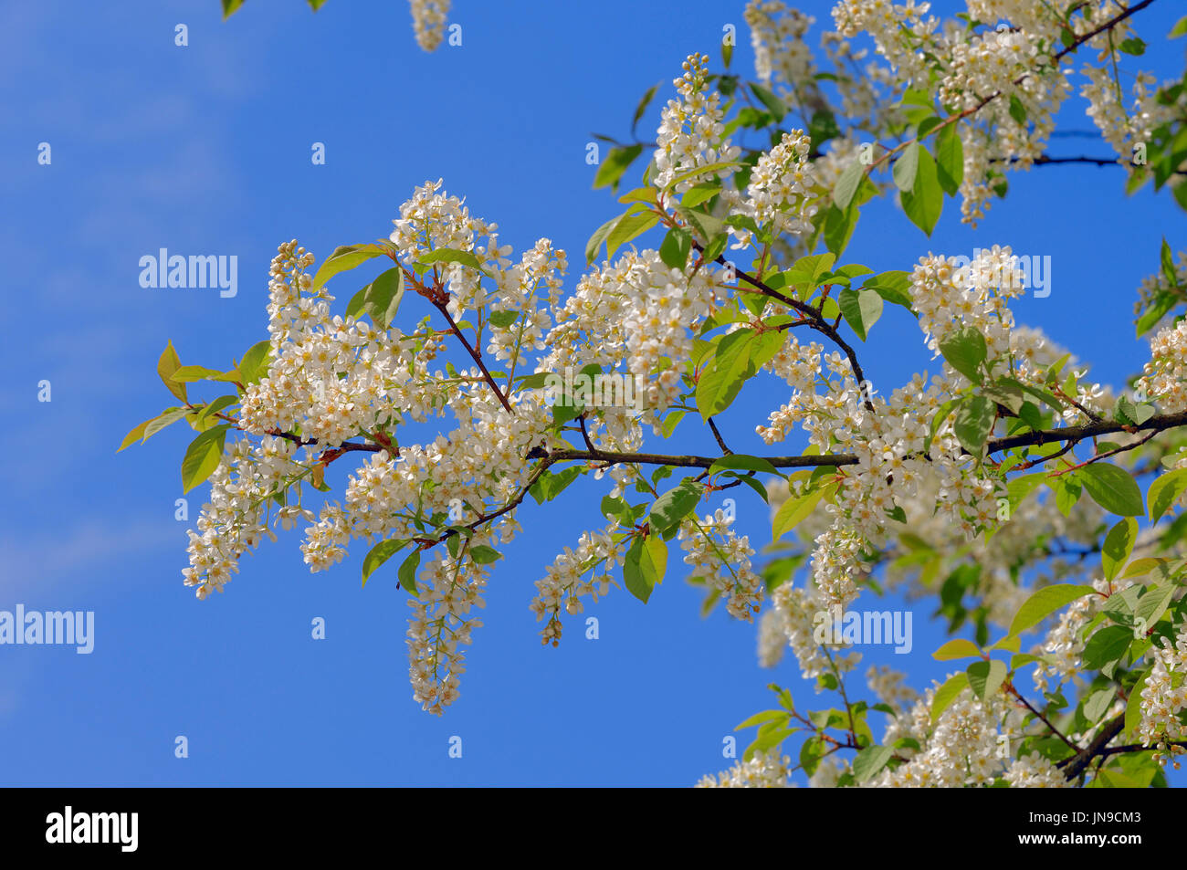 European Bird Cherry, North Rhine-Westphalia, Germany / (Prunus padus, Padus avium) | Gewoehnliche Traubenkirsche, Nordrhein-Westfalen, Deutschland Stock Photo