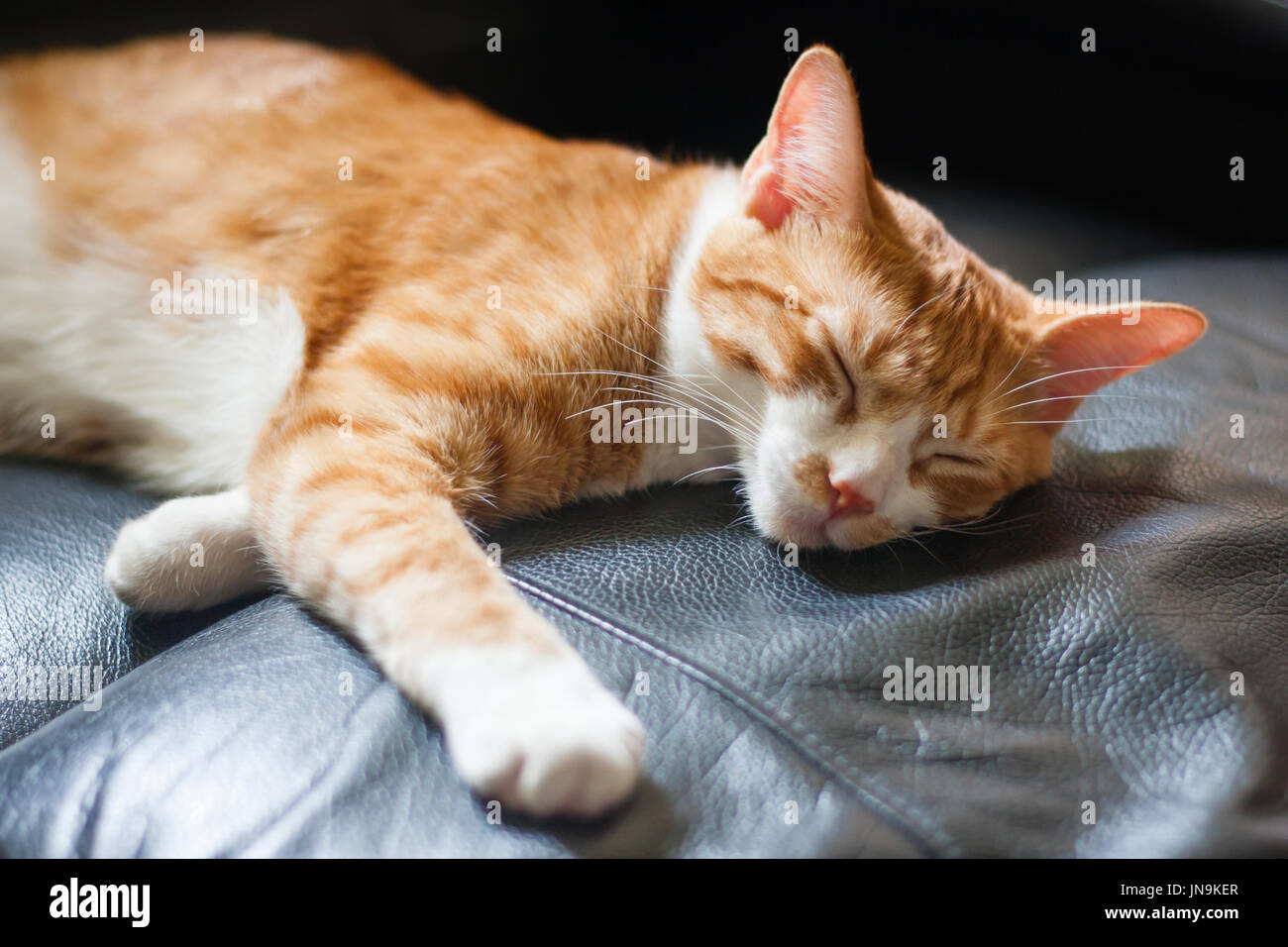 cat sleeping on leather chair Stock Photo Alamy