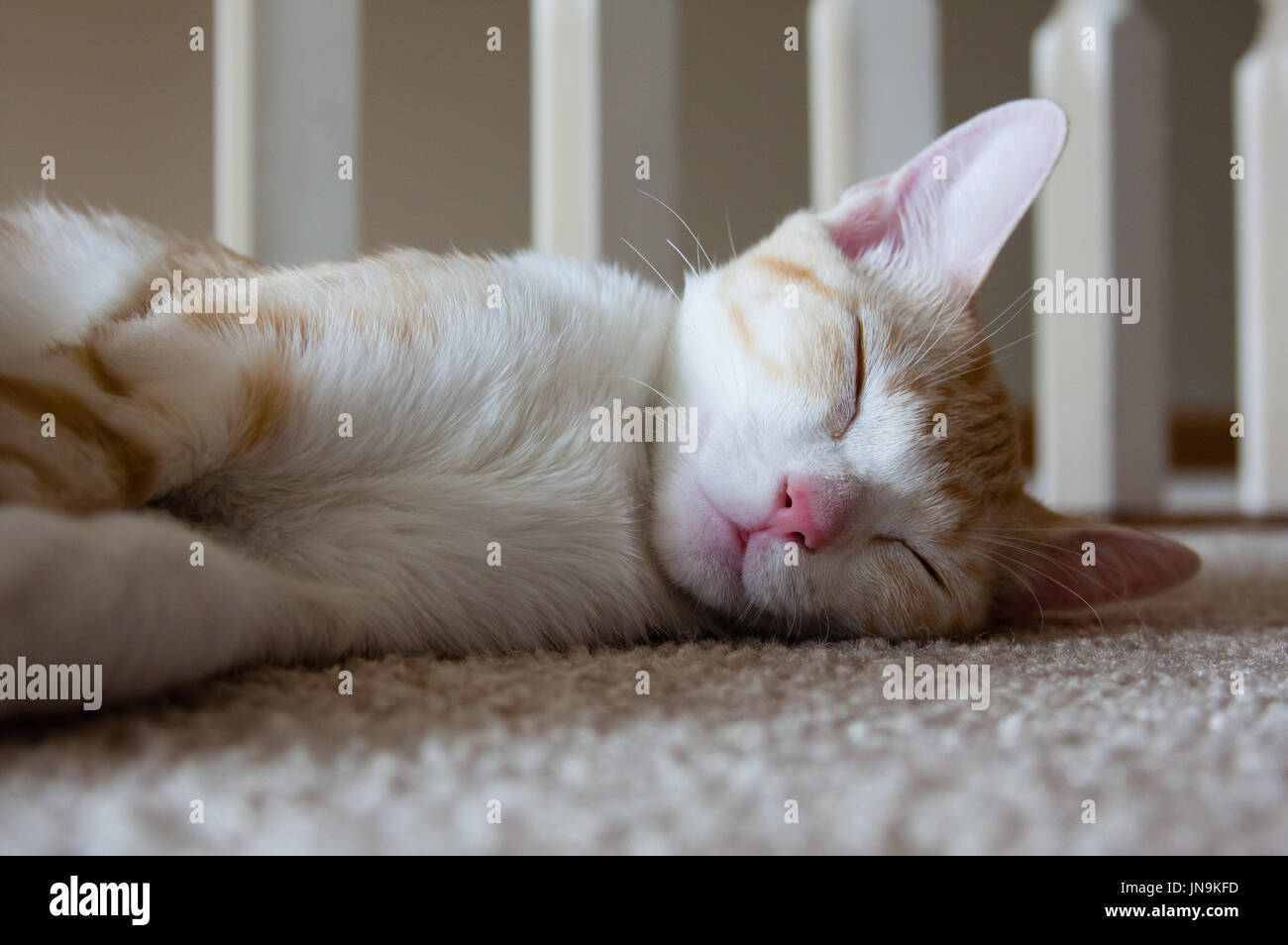 cat sleeping peacefully on floor Stock Photo