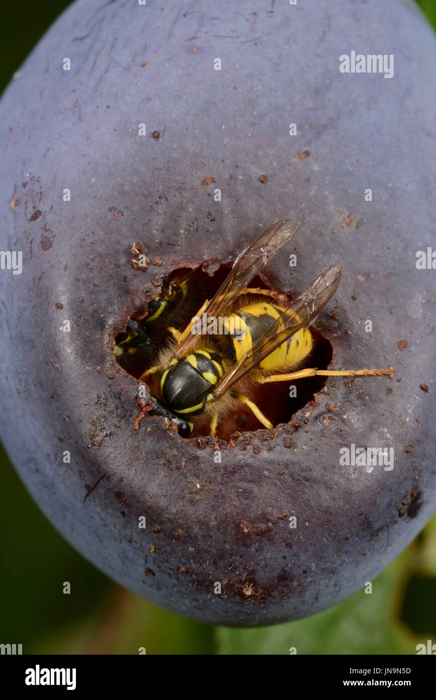Common Wasp (Vespula vulgaris) feeding inside plum fruit, Monmouth, Wales, September Stock Photo