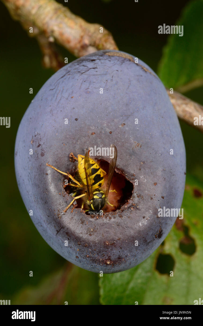 Common Wasp (Vespula vulgaris) feeding inside plum fruit, Monmouth, Wales, September Stock Photo