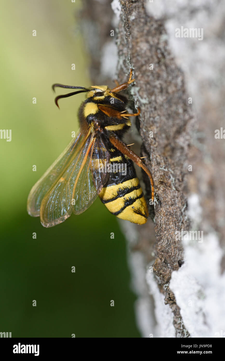 Hornet Clearwing Moth (Sesia apiformis) female on tree trunk, about to take flight, Estonia, July Stock Photo