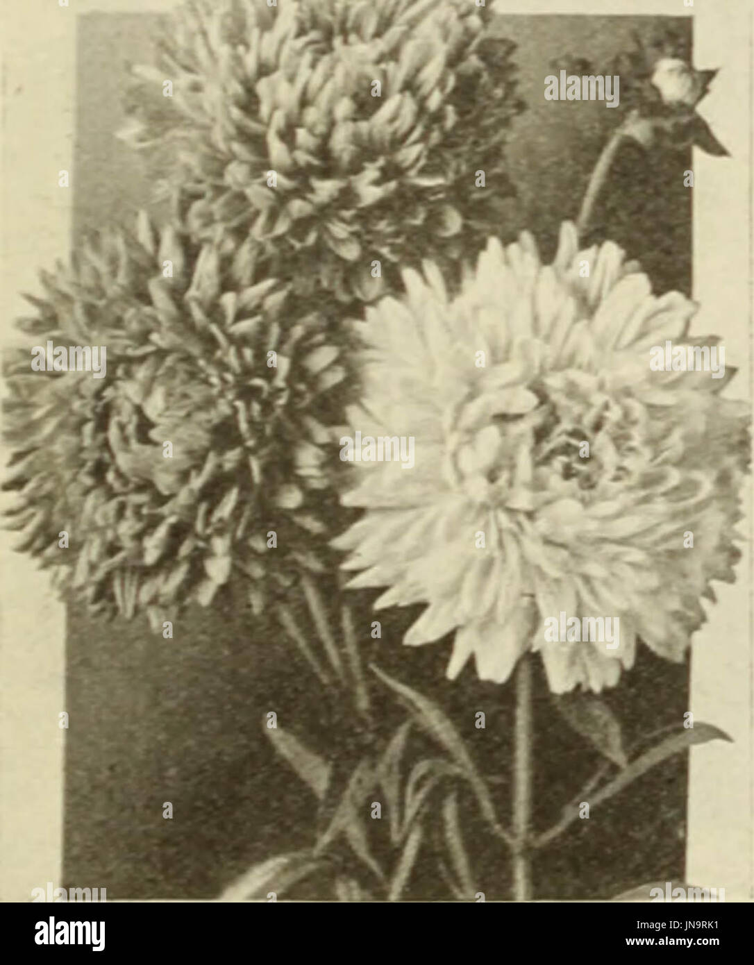 'Bolgiano's capitol city seeds : 1921' (1921) Stock Photo