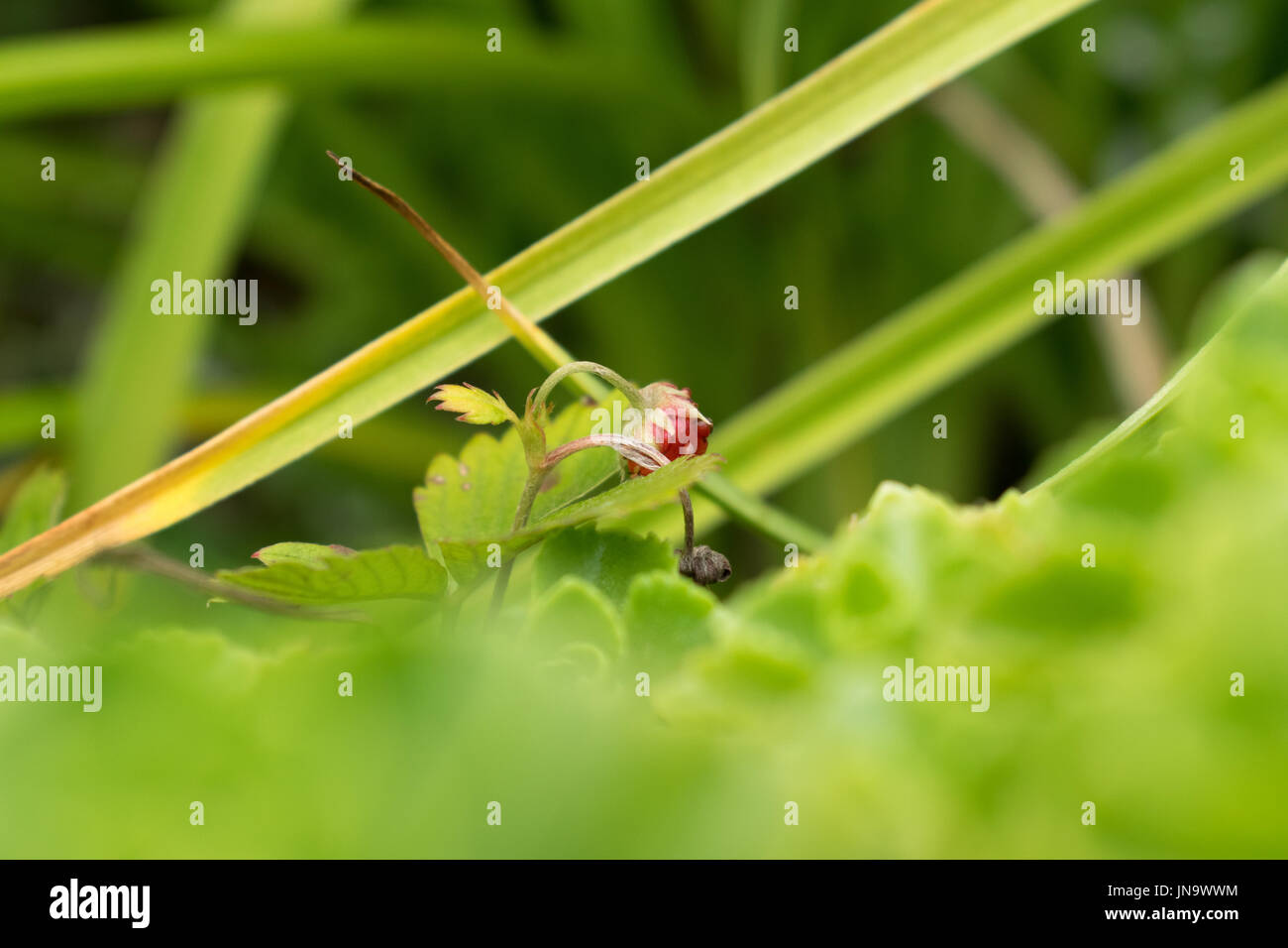 Wild strawberry hi-res stock photography and images - Alamy