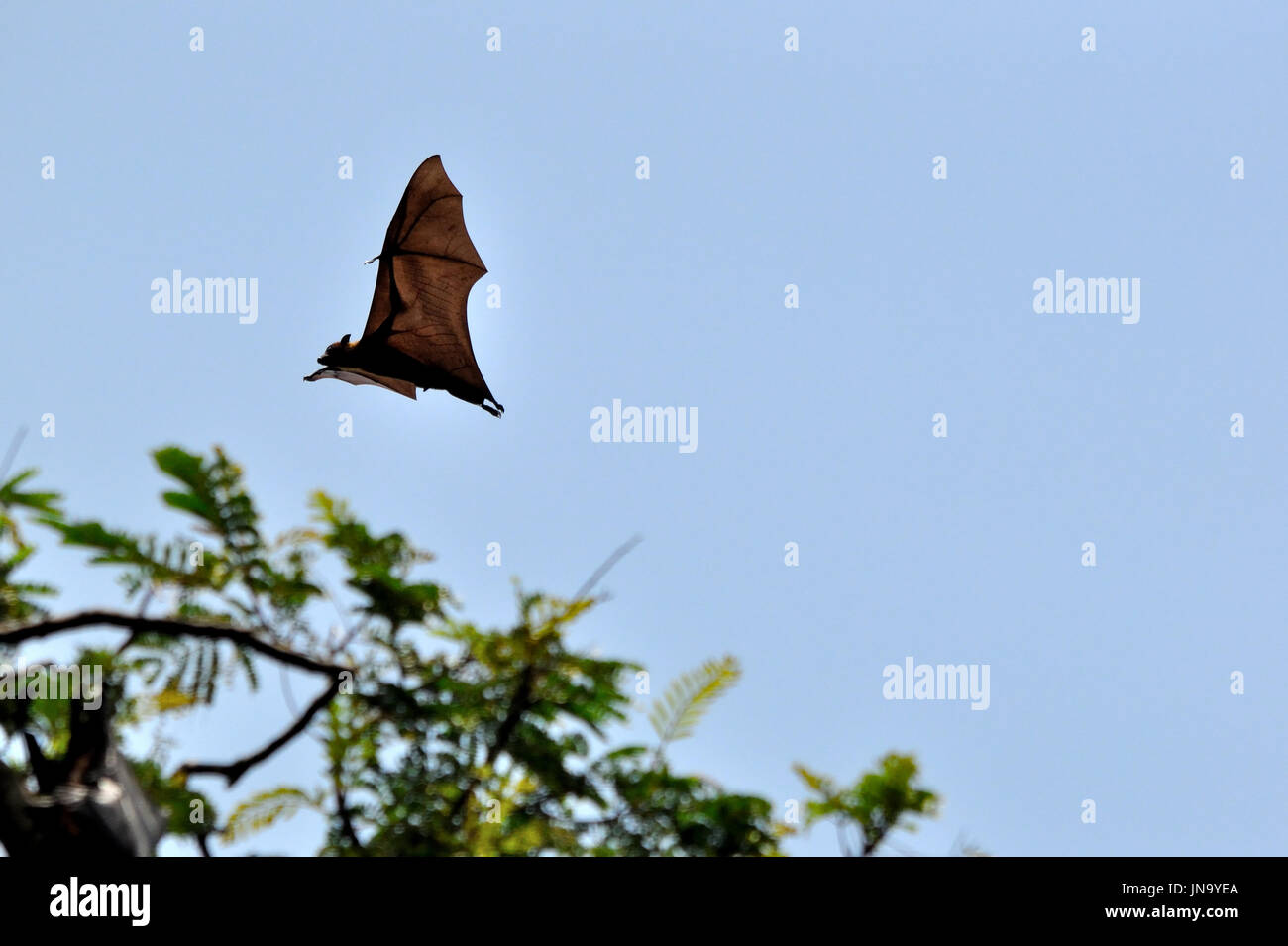 Giant fruit bat in flight, Sri Lanka Stock Photo