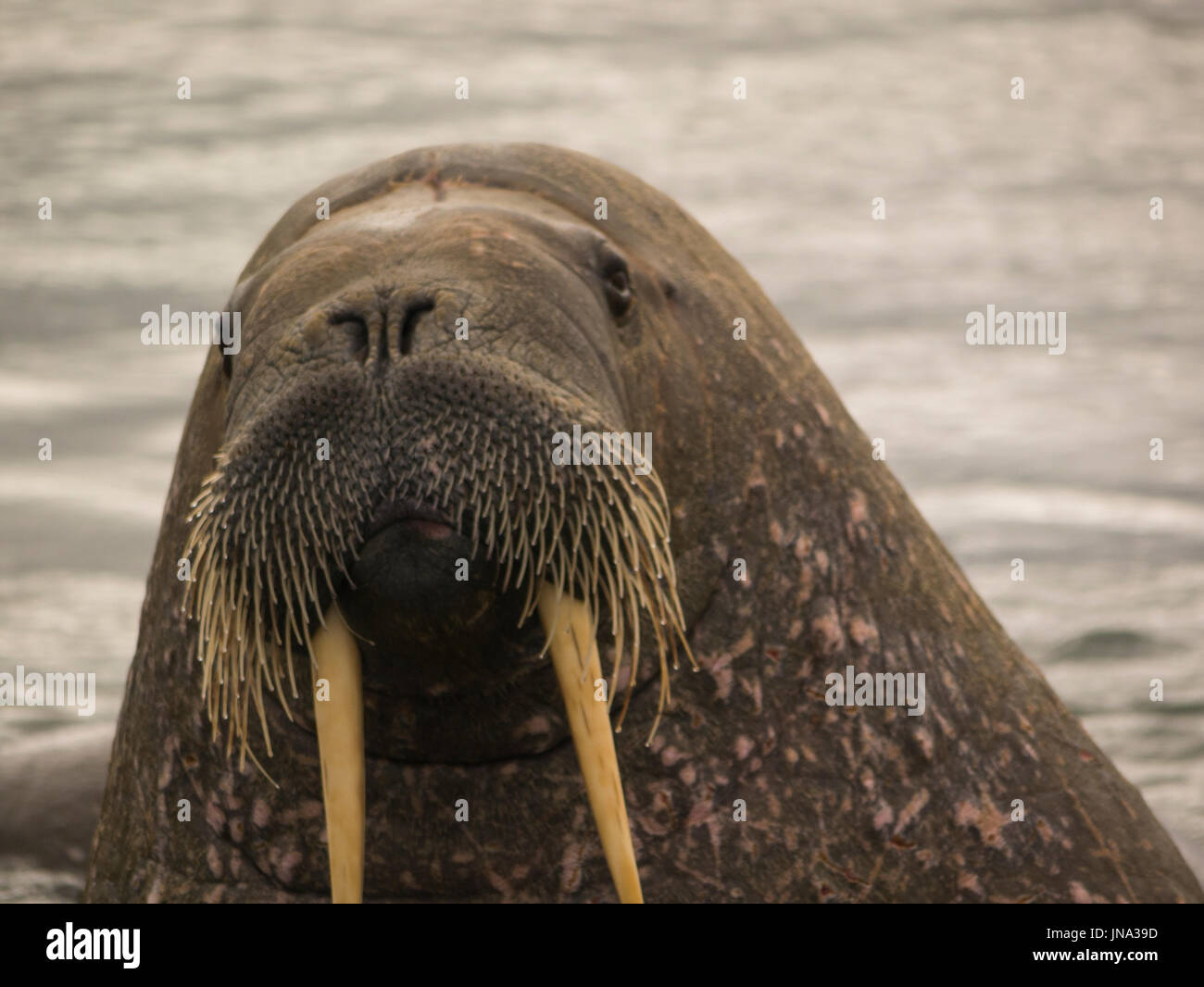 Close up of walrus in sea Odobenus rosmarus Poolepynten Ahlstandshalvøya Spitsbergen Norway archipelago Stock Photo