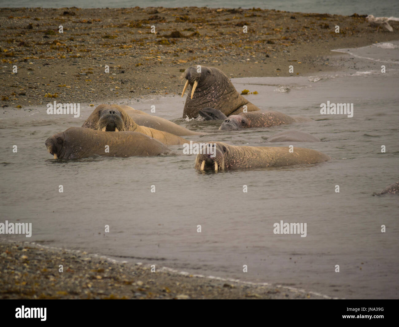 Group of walrus in shallows of Fjord large flippered marine mammals Odobenus rosmarus Poolepynten Ahlstandshalvøya Spitsbergen Norway archipelagro Stock Photo
