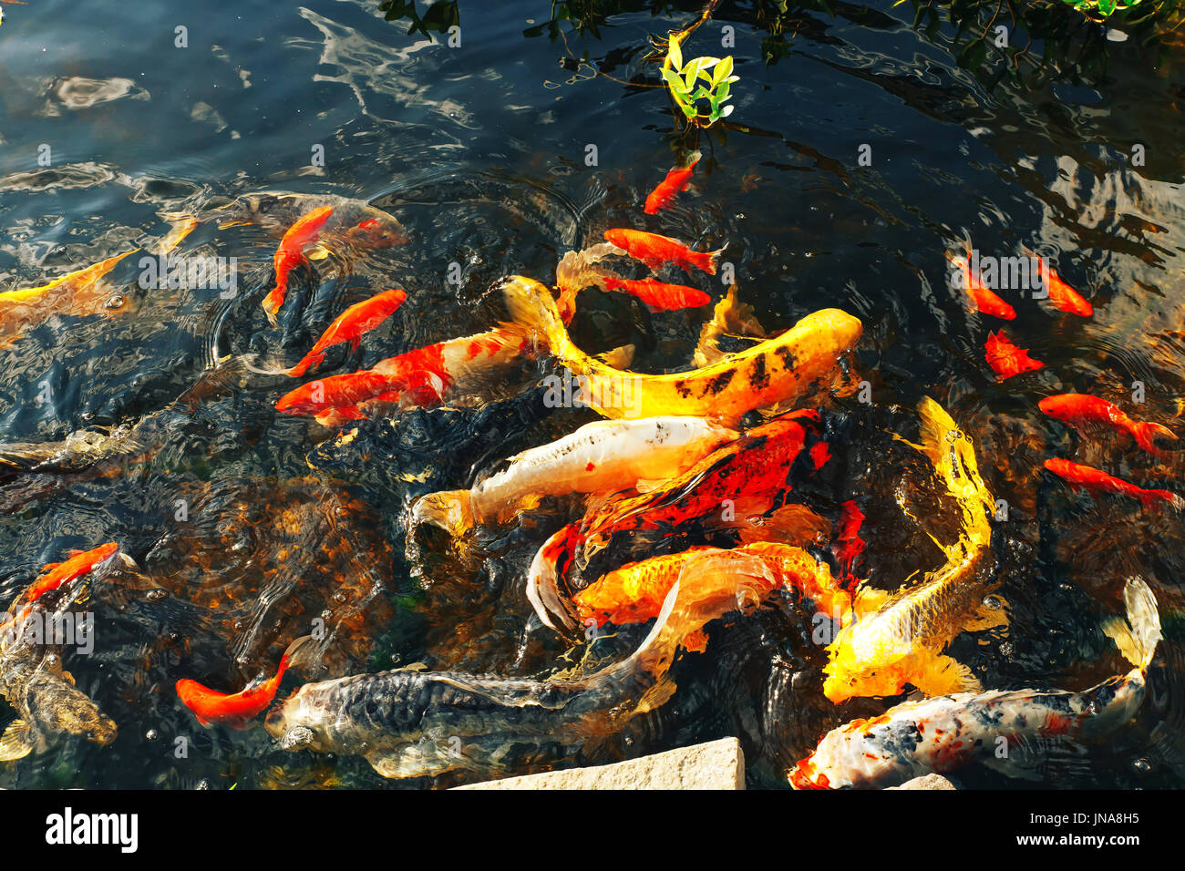 The goldfish floats in an artificial pond Colorful decorative fish
