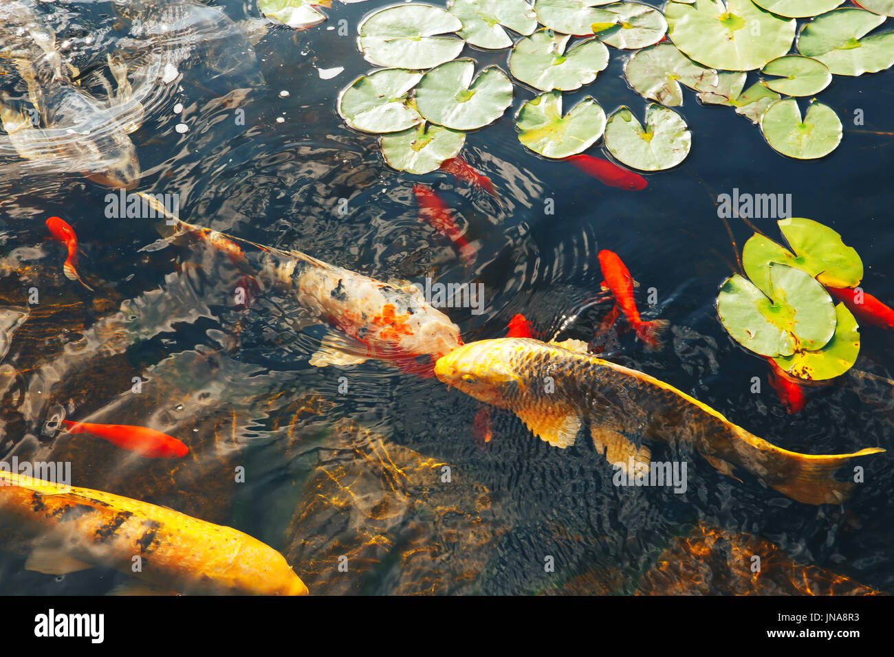 The goldfish floats in an artificial pond Colorful decorative fish