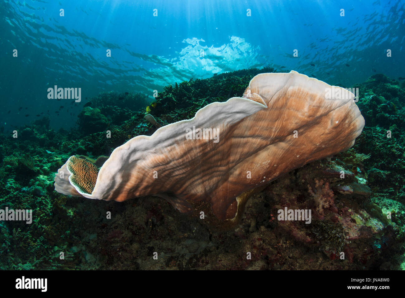 Coral reef scene in the southern Banda Sea, Forgotten Islands, Indonesia Stock Photo