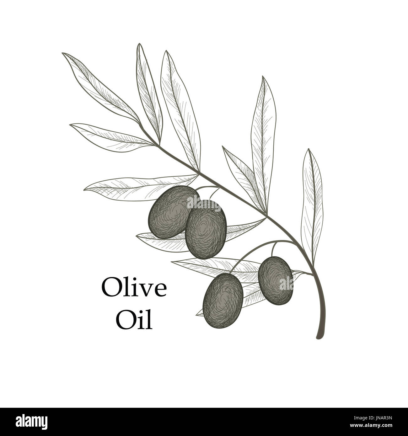 Olive tree branch with olives isolated sketch over white background Retro olive branch engraving Vector illustration Stock Photo