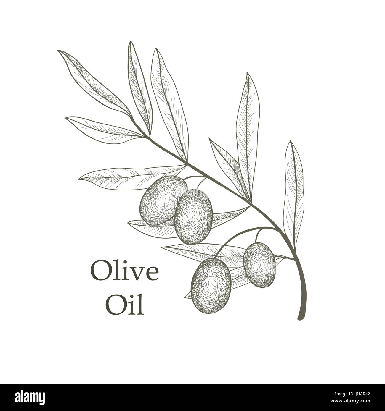 Olive tree branch with olives isolated sketch over white background Retro olive branch engraving Vector illustration Stock Photo