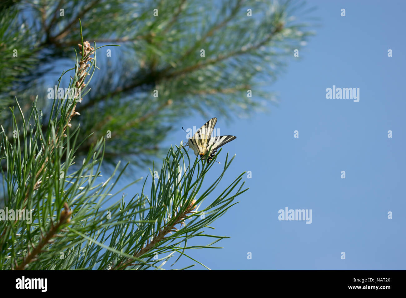 Scarce swallowtail on a pine tree Stock Photo Alamy