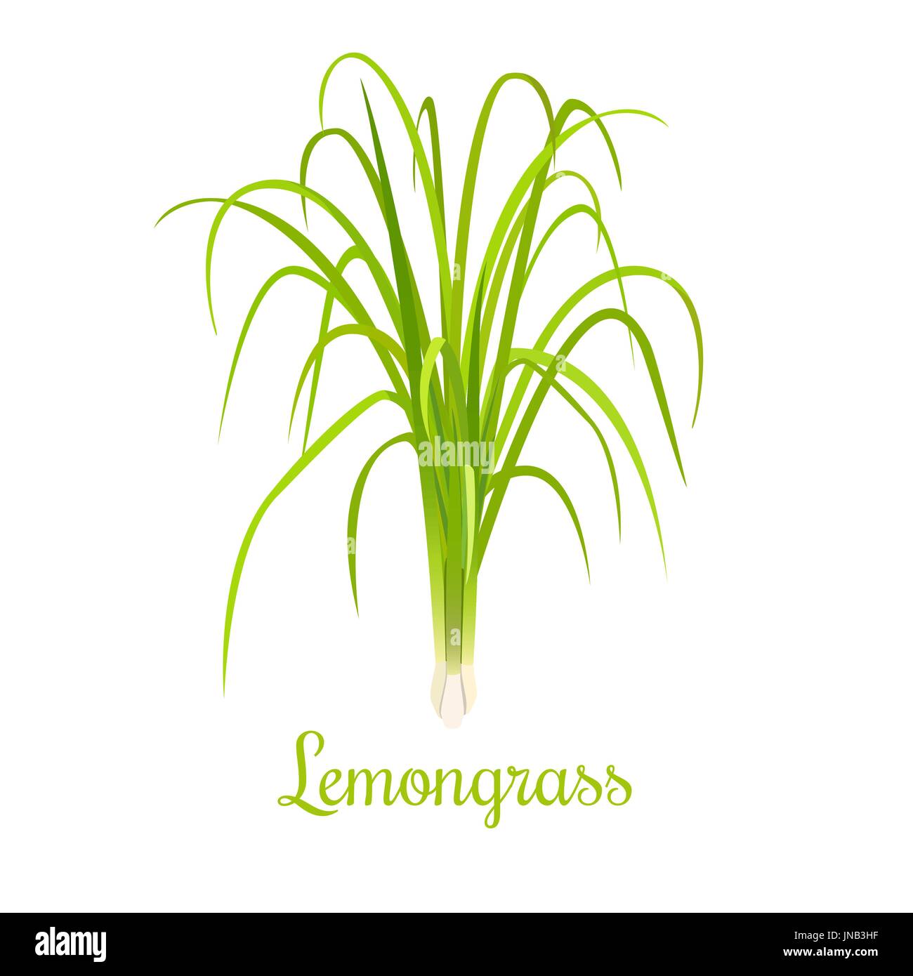 Lemongrass or Cymbopogon or Citronella grass. culinary herb. spicy. green leaves and root. Vector illustration. For cosmetics, labels, natural health  Stock Vector