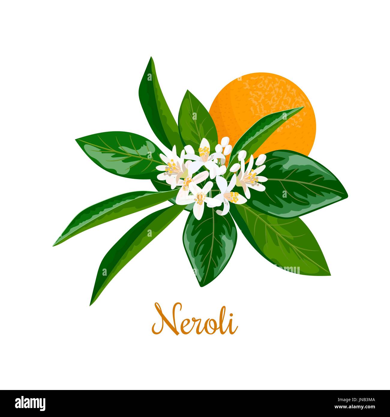 Neroli, twig, flowers and bitter orange. Nature. Vector. Design for essential oil, natural cosmetics, health care products, aromatherapy, homeopathy.  Stock Vector
