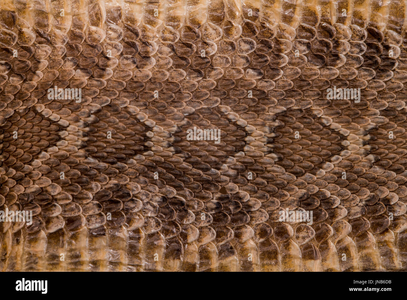 Rattlesnake Skin Stock Photos & Rattlesnake Skin Stock Images - Alamy