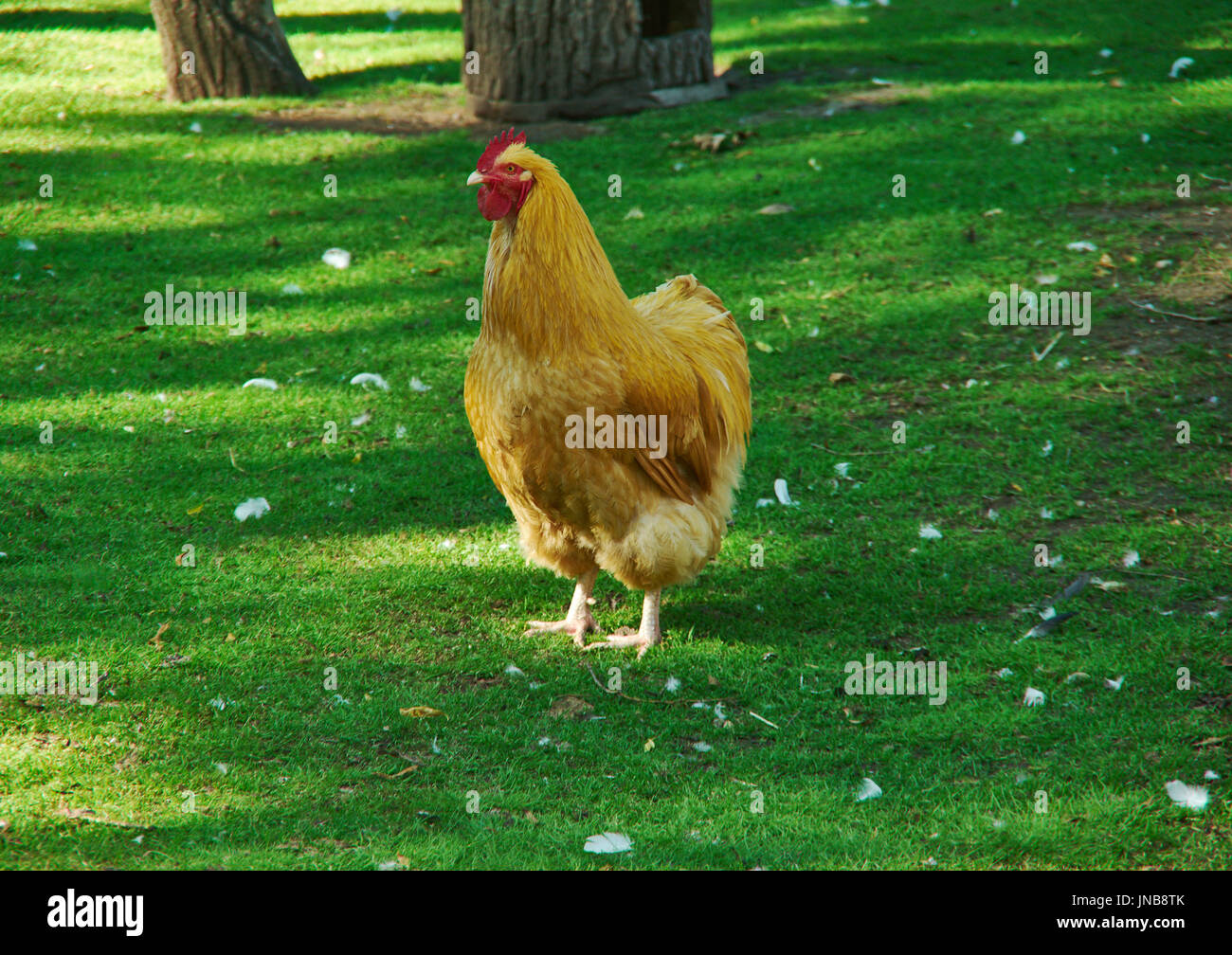 Orpington chicken breed of chicken named after the town of Orpington