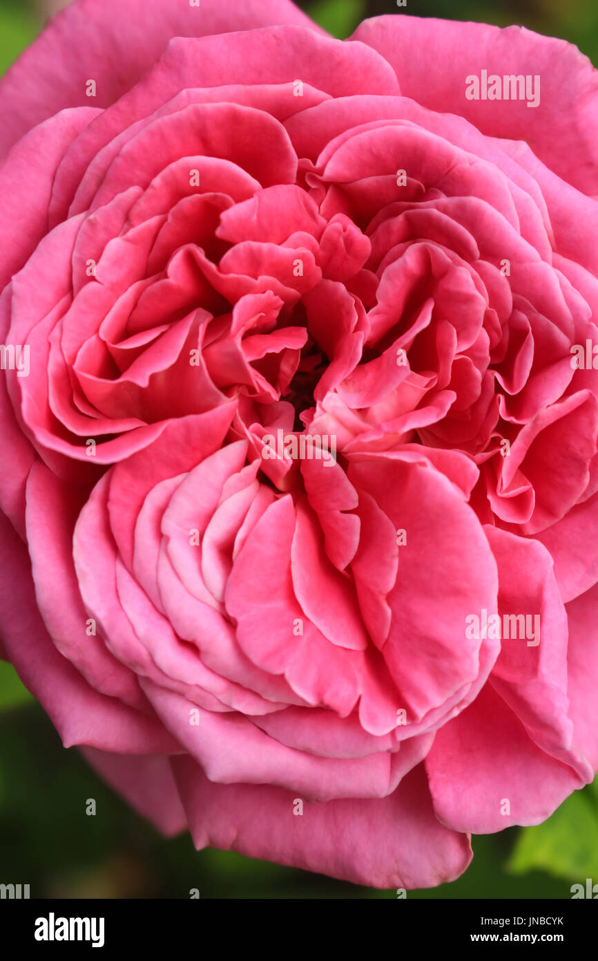 Pink Rose Double Bloom Closeup Stock Photo - Alamy
