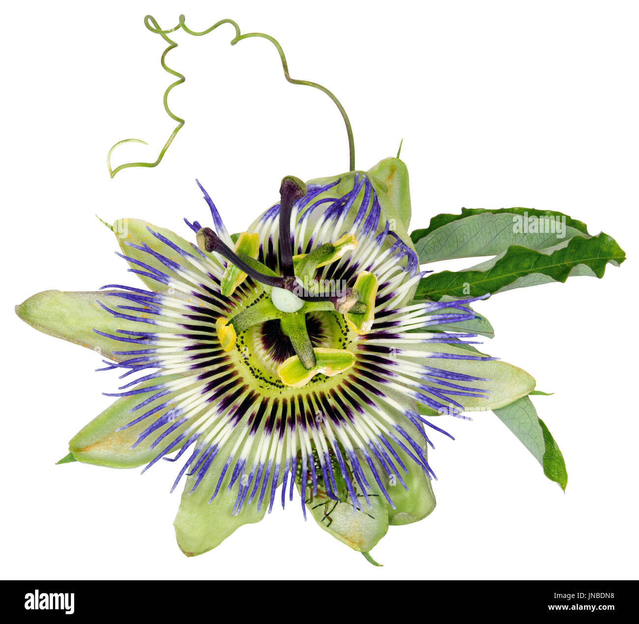 Passiflora caerulea, Common Passion Flower, is a vine native to South America known as the Mburucuya Stock Photo - Alamy Passiflora caerulea, Common Passion Flower, is a vine native to South America known as the Mburucuya Stock Photo - Alamy