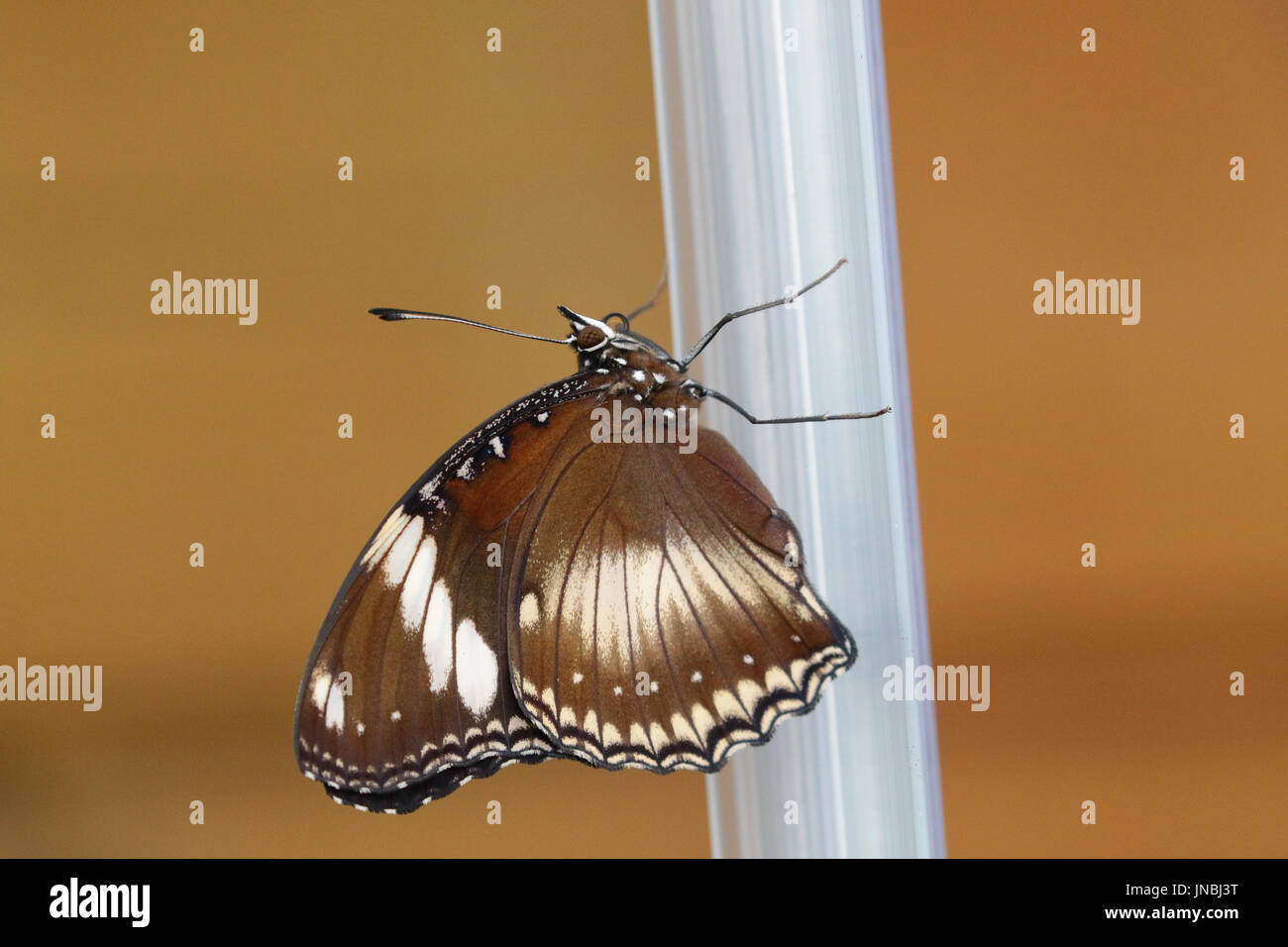 Brown and white butterfly Stock Photo Alamy