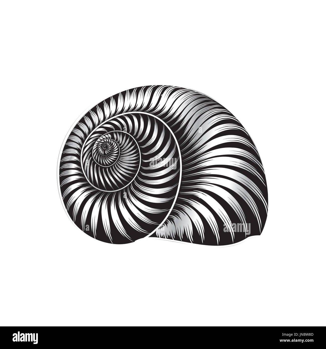 Seashell ingraved vector illustration isolated on white background ...