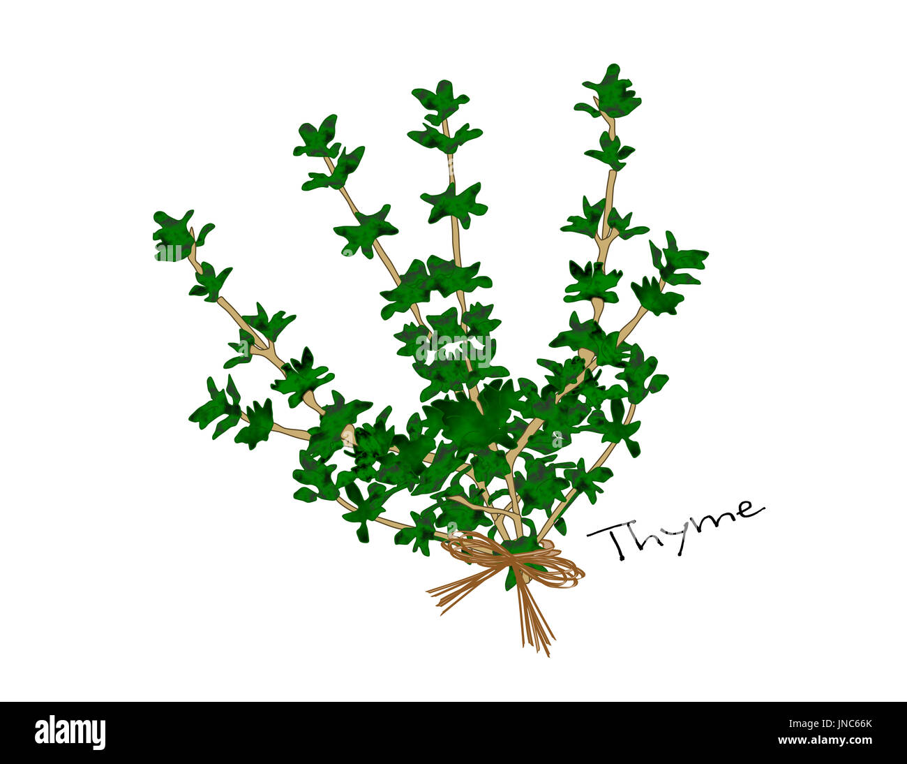 Thyme illustration hires stock photography and images Alamy