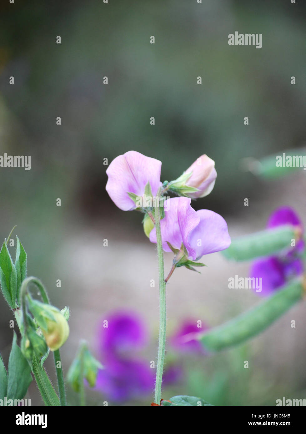 Cut sweet pea flowers hires stock photography and images Alamy