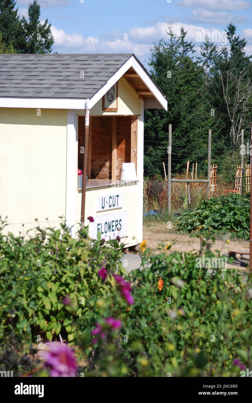 U Pick Dahlia Farm, Bainbridge Island, WA USA Stock Photo Alamy