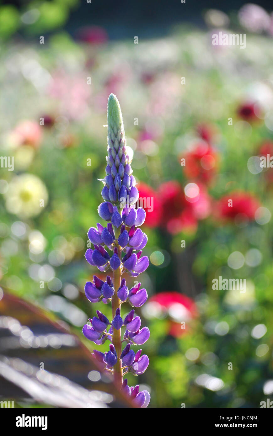 Purple Lupin grows in a garden, Kingston, WA. USA Stock Photo