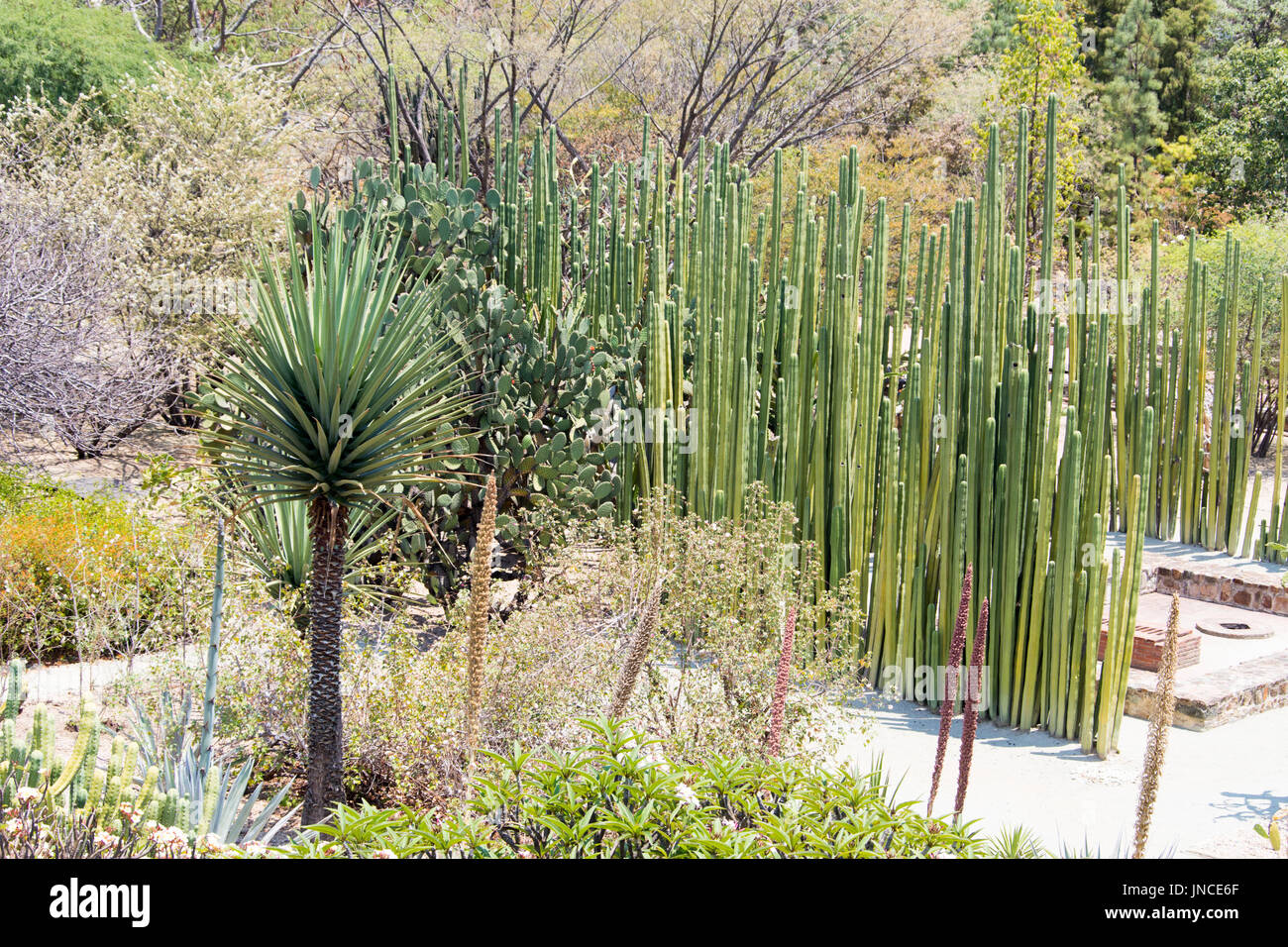 Jardin Etnobotanico de Oaxaca, Botanical Garden, Oaxaca, Mexico Stock Photo