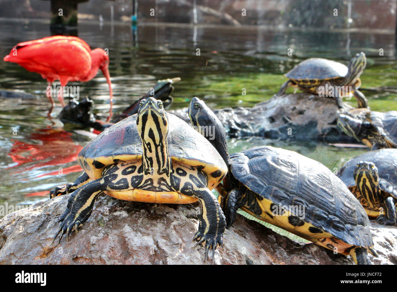 Turtles sunning in front of a Scarlet Ibis at the Oceanografic in Valencia, Spain Stock Photo