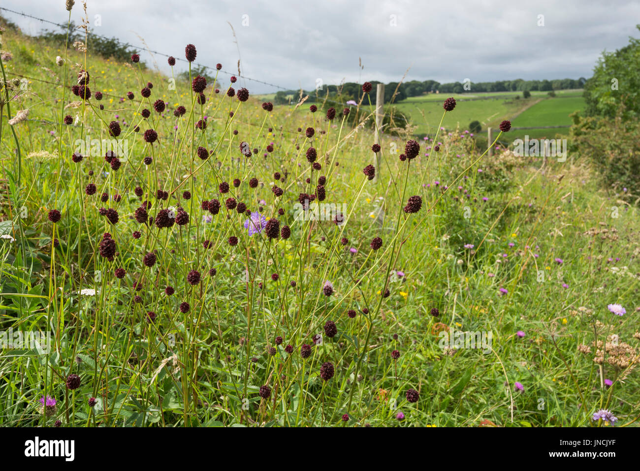Great Burnet flowering a grassy verge in the English countryside. Stock Photo